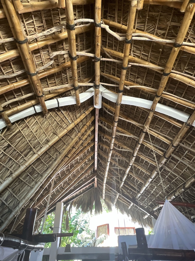 Bamboo - Photo 13