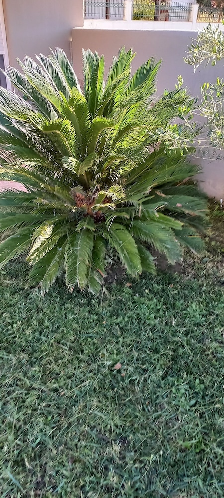 Palm Garden Apartment, Zdjęcie 3