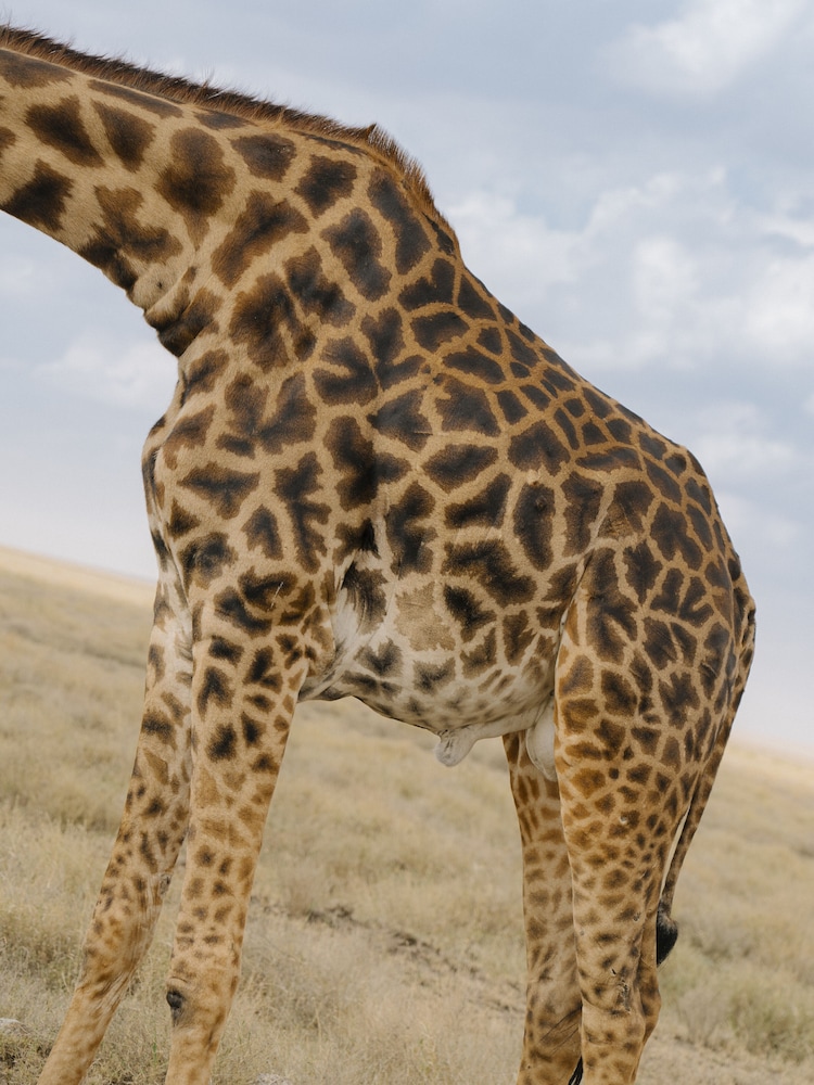Suite, 4 Bedrooms (Ngorongoro, Safari Experience)