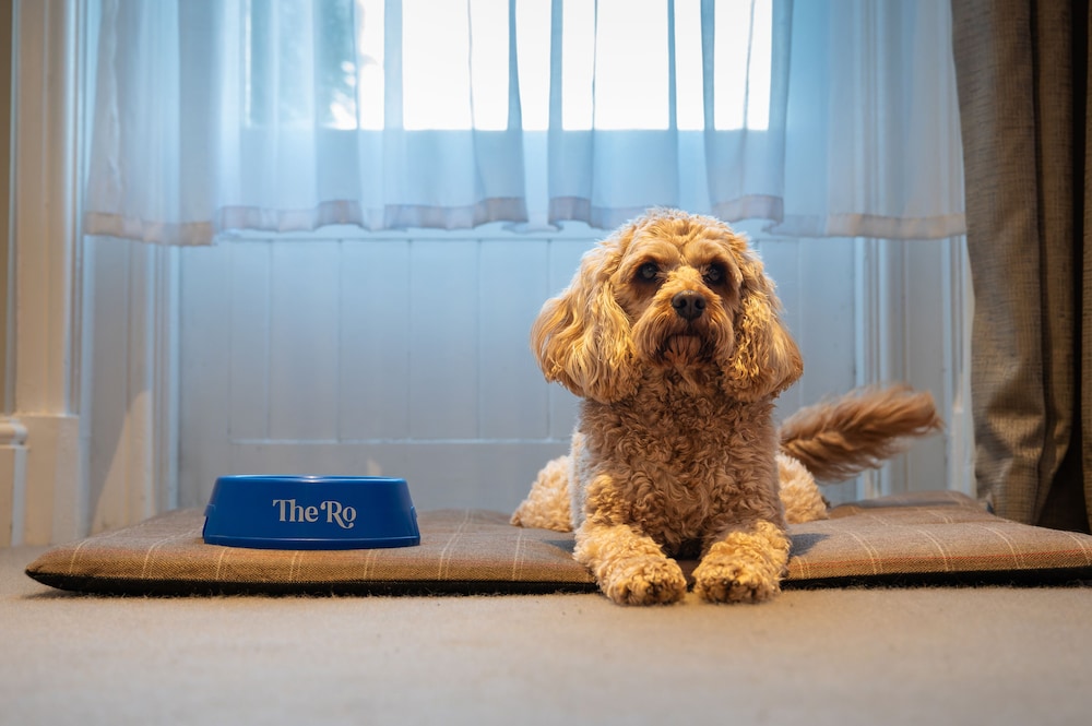 PET FRIENDLY DOUBLE photo 1