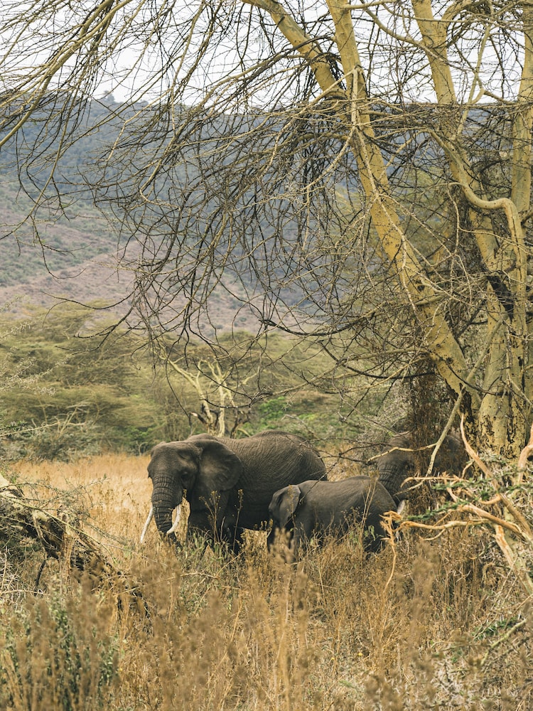 Family Room (Safari Experience) - Photo 1