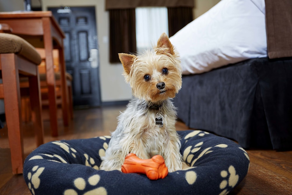 Suite, Multiple Beds, Non Smoking (Pet Friendly) - Photo 6