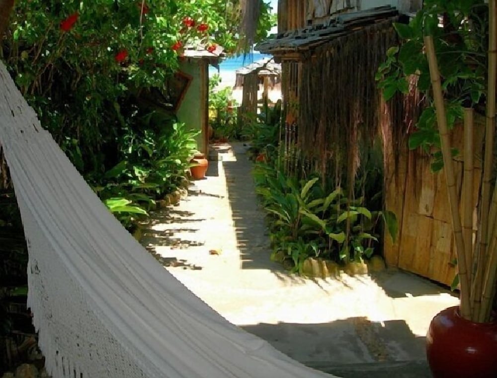 Sarava Bromelia photo 2