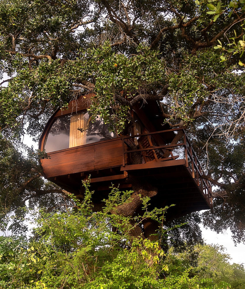 Queen Tree Nest photo 3