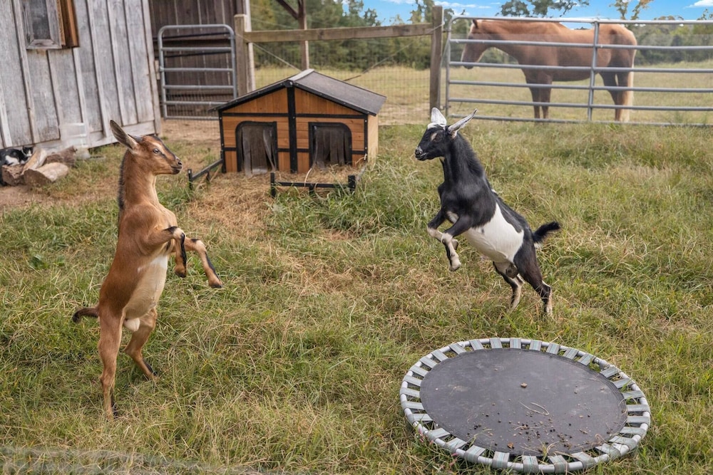 Experiência na Fazenda em uma Linda Cabana de Madeira, Fotografia 19