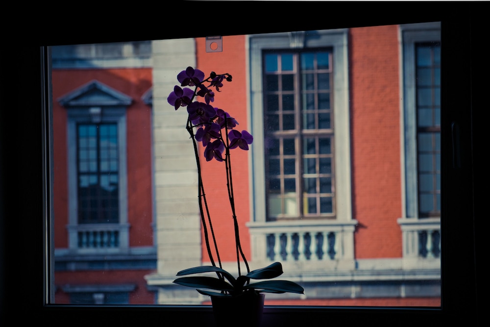 Classic Apartment, 1 Queen Bed, Kitchen, City View, photo 6