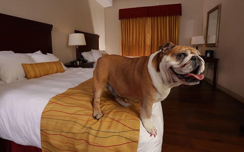 Standard Room, 2 Queen Beds (Pet Friendly)