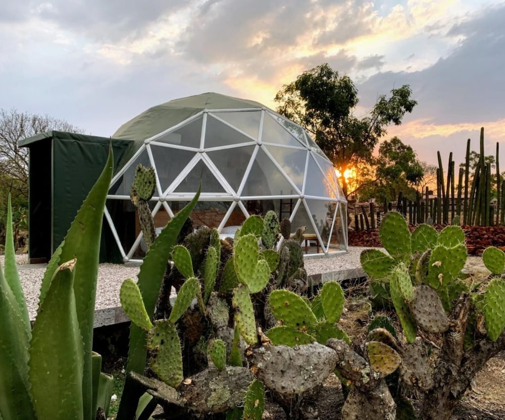 Nopal Mixteco photo 2