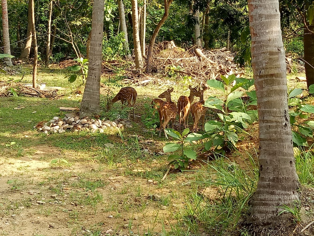 Deluxe Villa photo 3