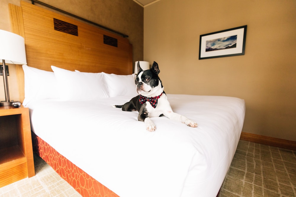 Suite, 1 King Bed (Emerald Suite)