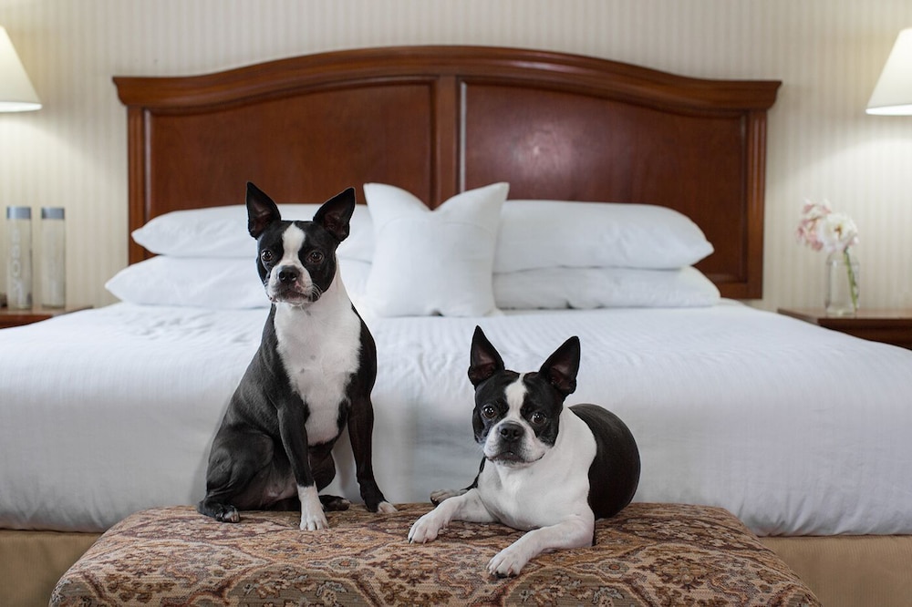 Dog Friendly Double Queen photo 1