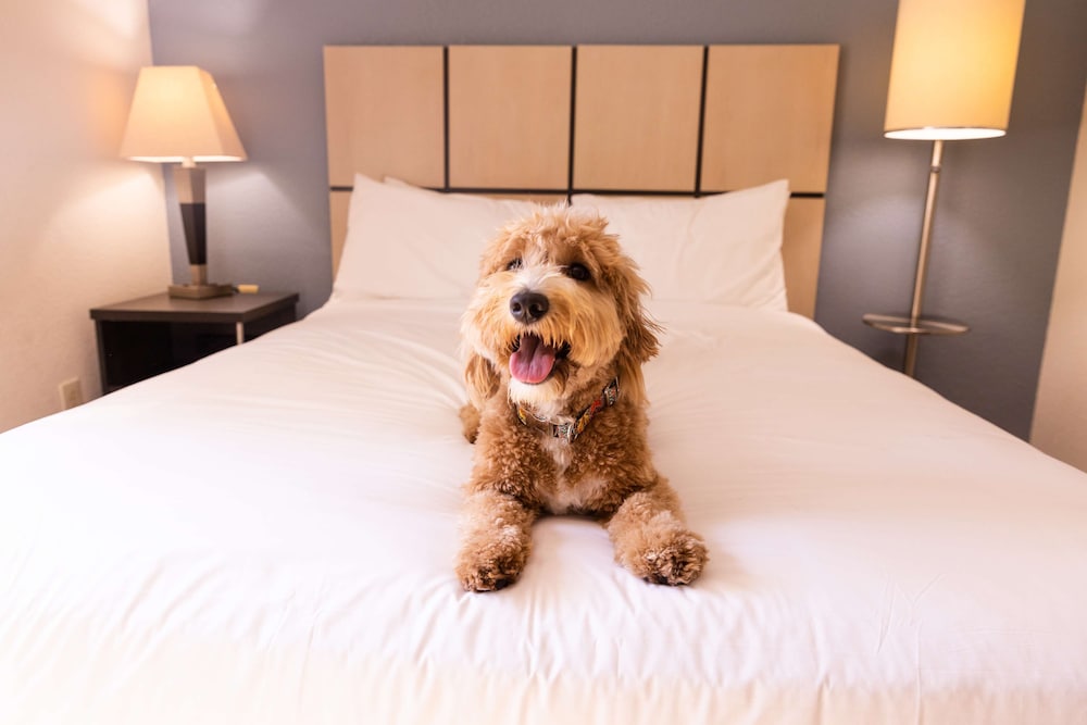 Suite, 2 Queen Beds photo 1