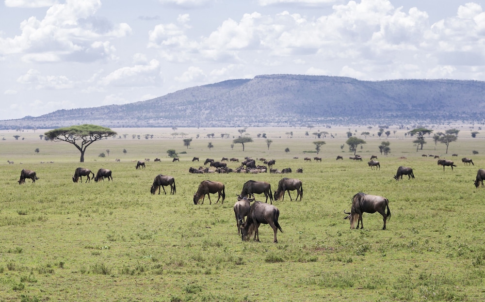 Junior Suite (Enkaji - Safari Experience)