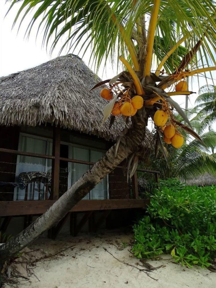 Standard Bungalow photo 3