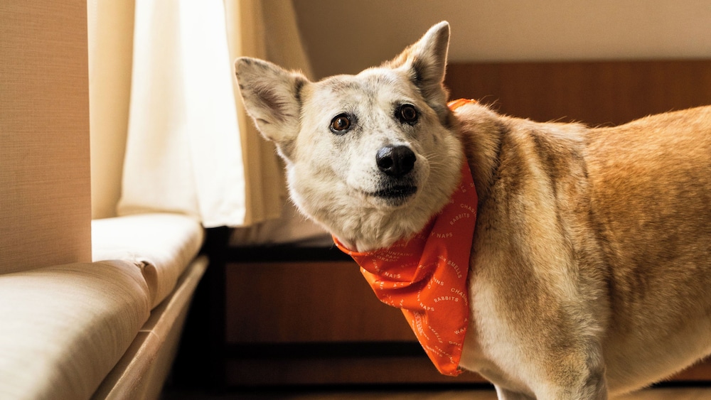 Trailhead Lodge, 写真 4