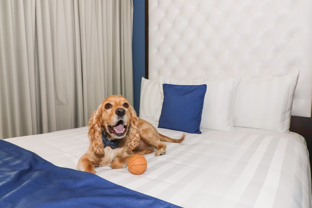 Luxury Double Room, 2 Queen Beds