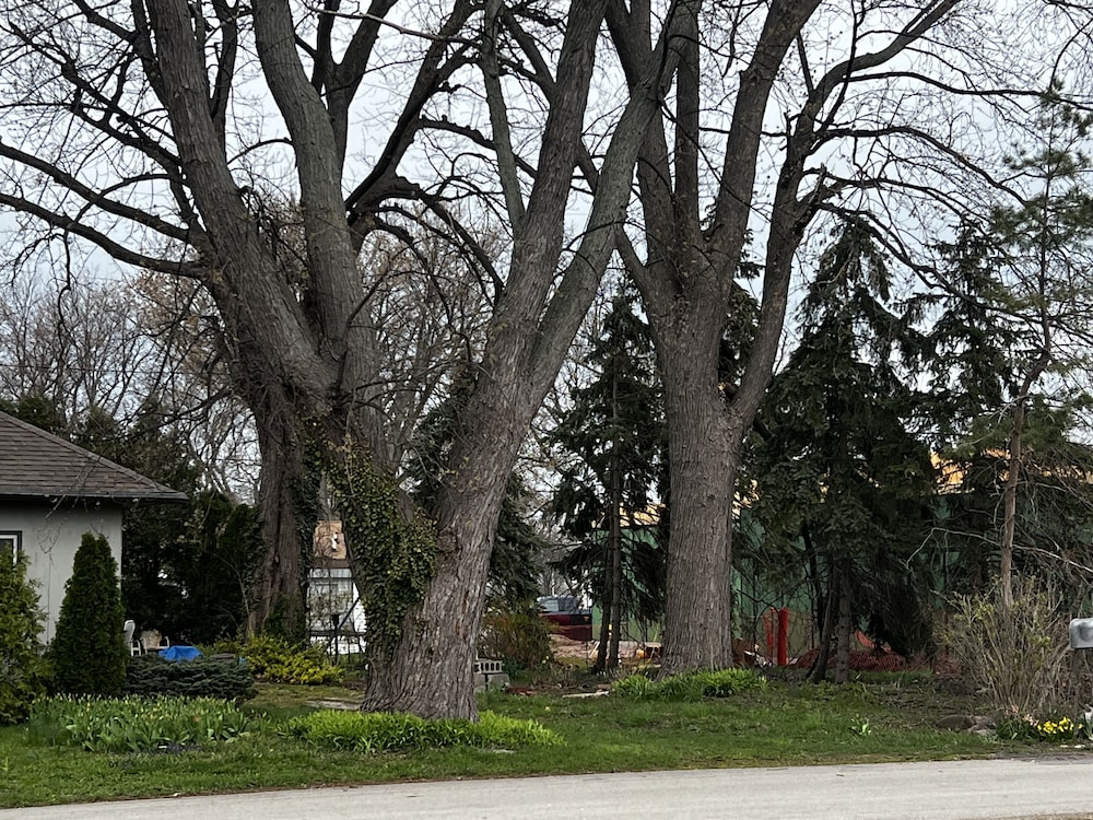 The Cedar Motel, Φωτογραφία 3