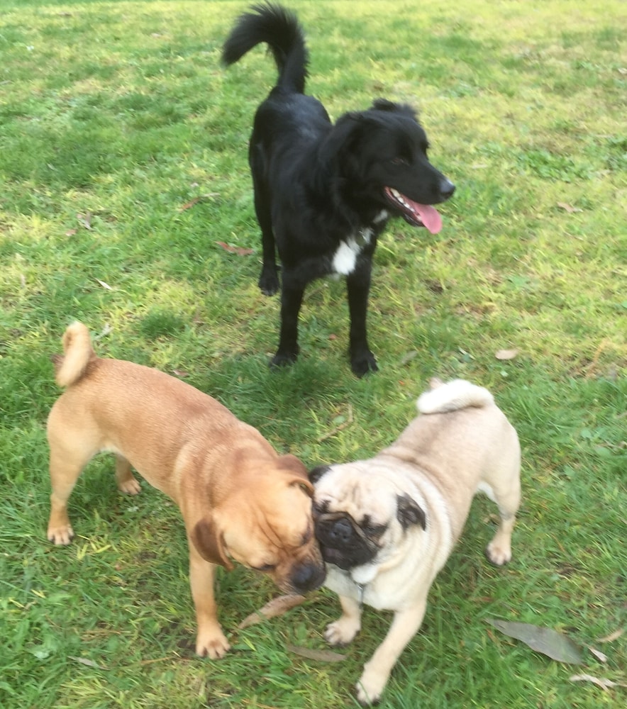 Pet friendly photo 2