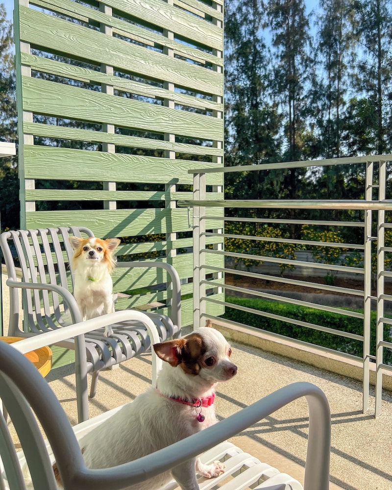 Kaset Paws Pet Friendly - Photo 8