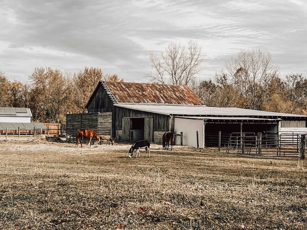 Ruby s Red Cabin Hot Tub Nature Horses Indy, Billede 41