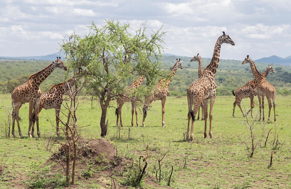 Room, Connecting Rooms (The Rim, Safari Experience) - Photo 1