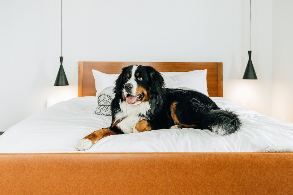 Suite, 1 King Bed (Innovator) thumbnail 5