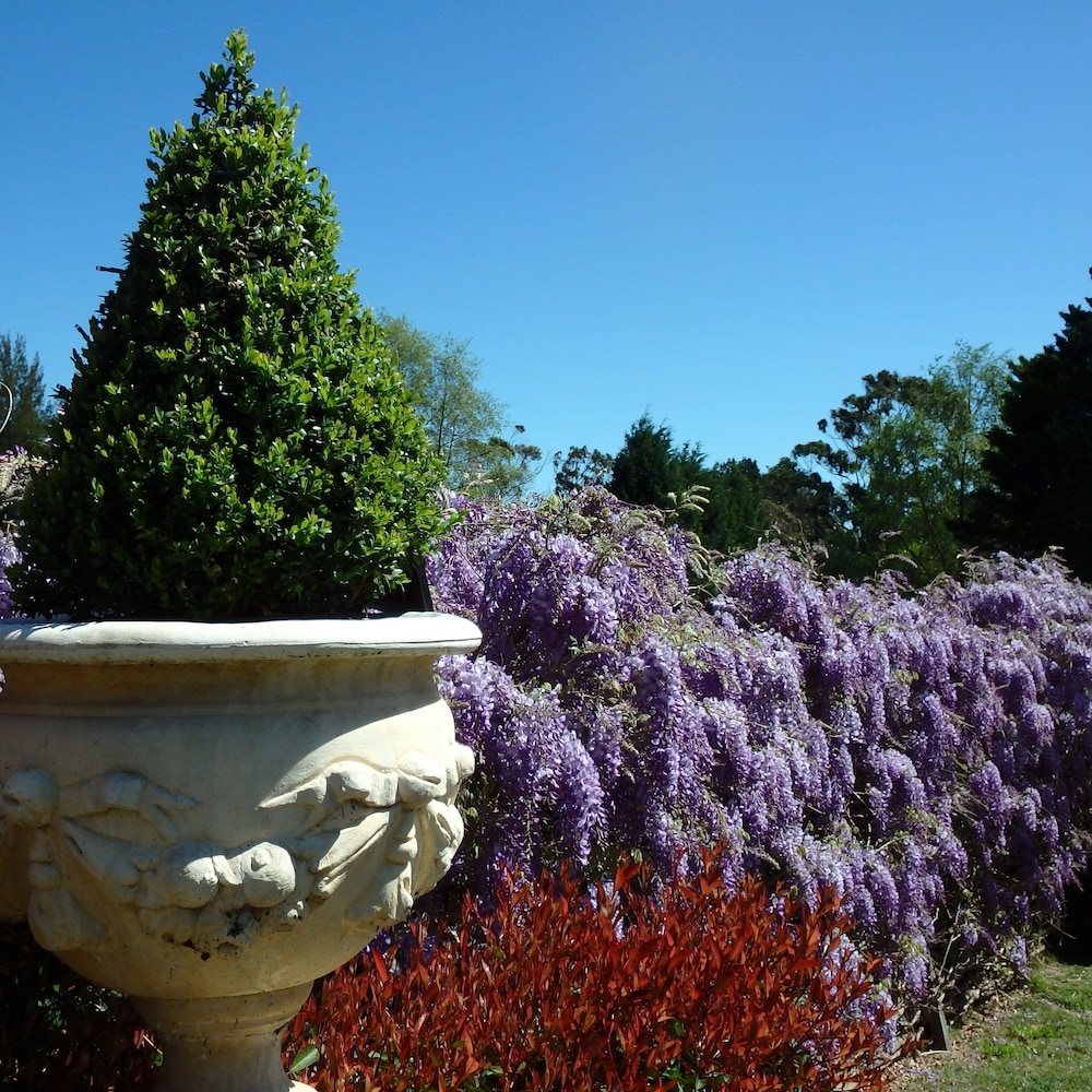 Wisteria Suite photo 3