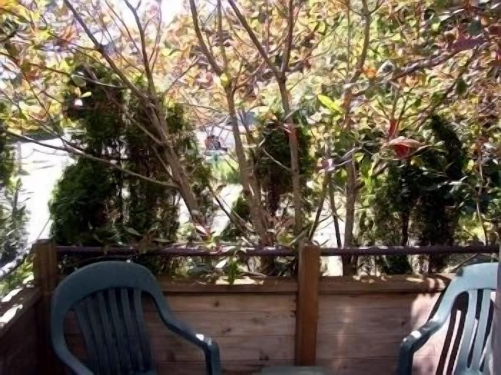 Hummingbird photo 2