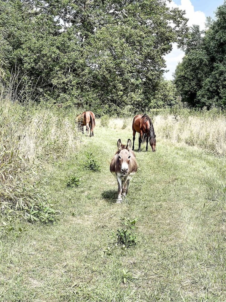 Ruby s Red Cabin Hot Tub Nature Horses Indy, Billede 43