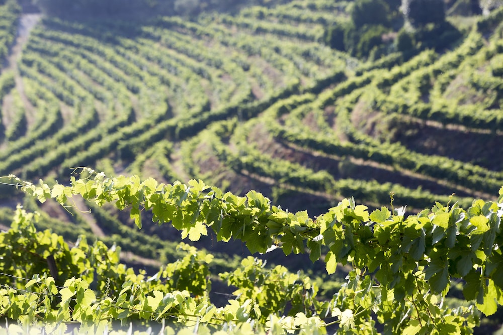 Vineyard Deluxe - Photo 3