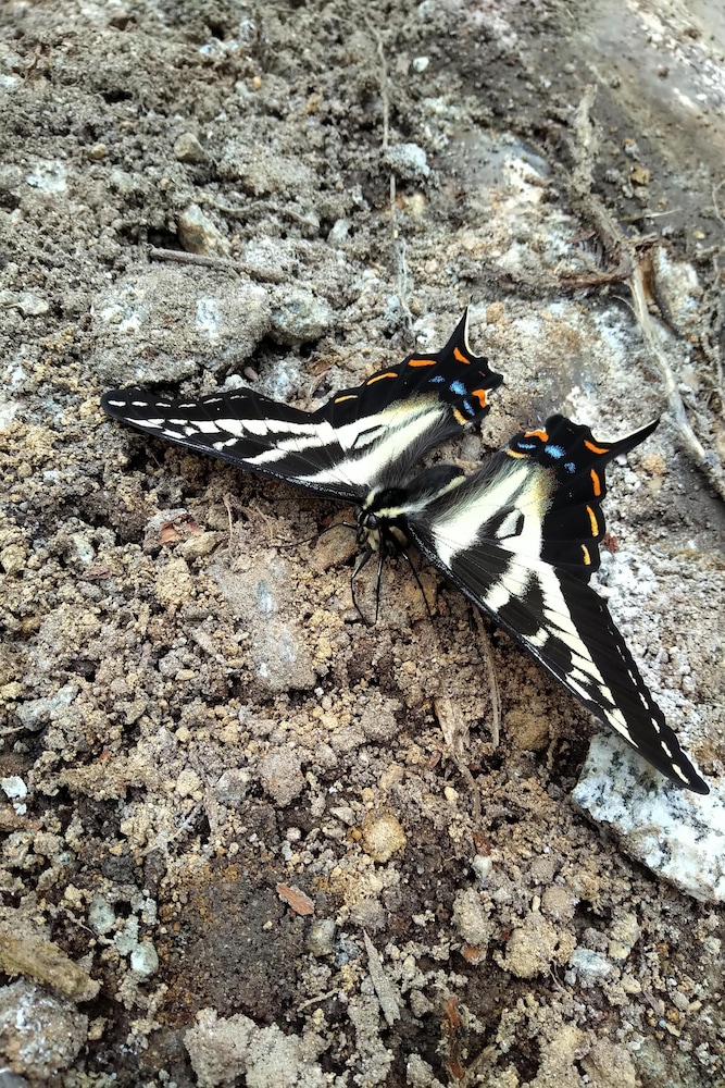 The Perch at Moon Dance, Foto 17