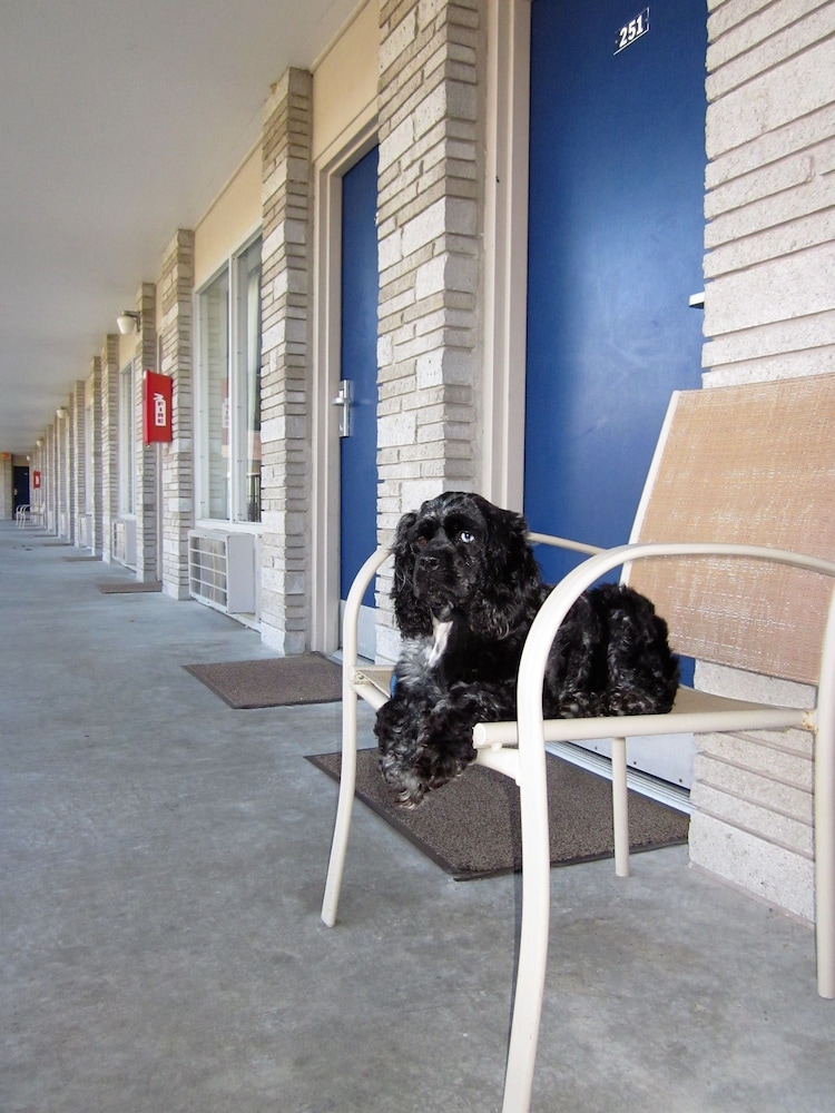 Standard Room, 2 Queen Beds (Courtside - Pet Friendly) - Photo 2
