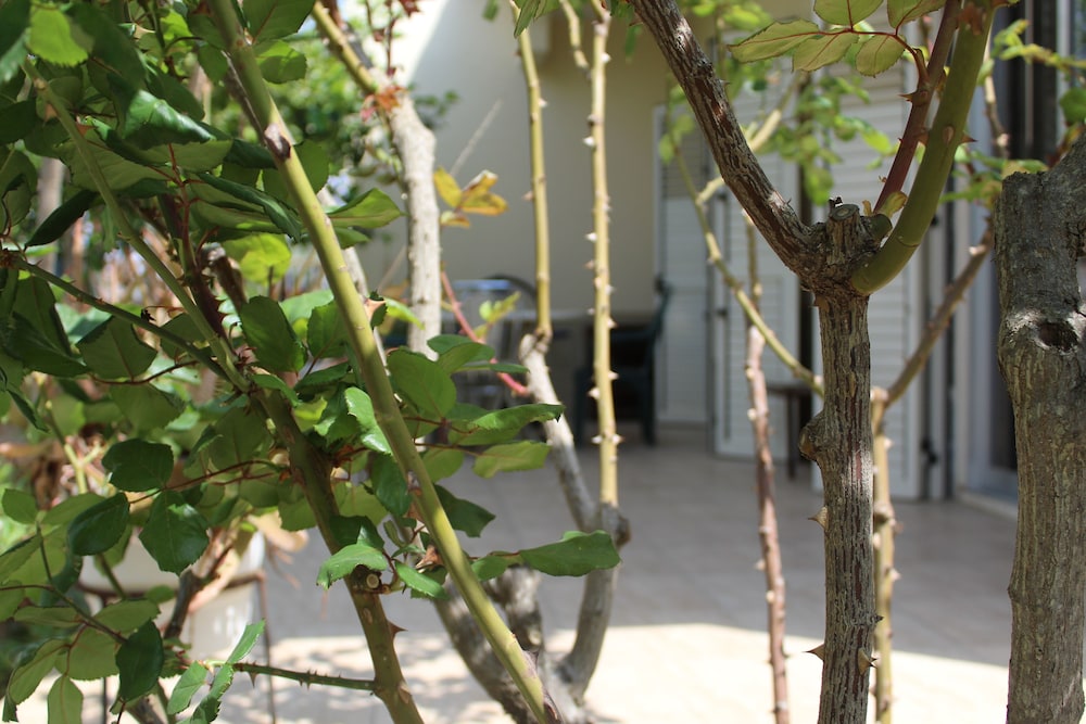 Basic Room, Accessible, Garden View photo 3