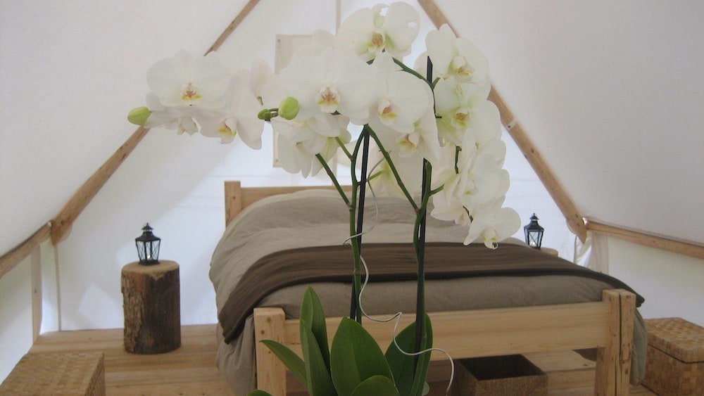 Tent (Lodge Couple) photo 1