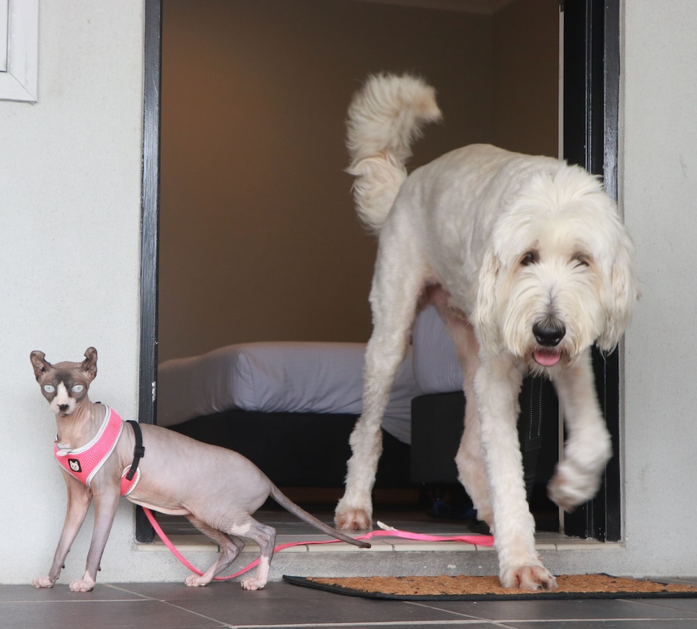 Queen Single Room - Pet Friendly photo 2