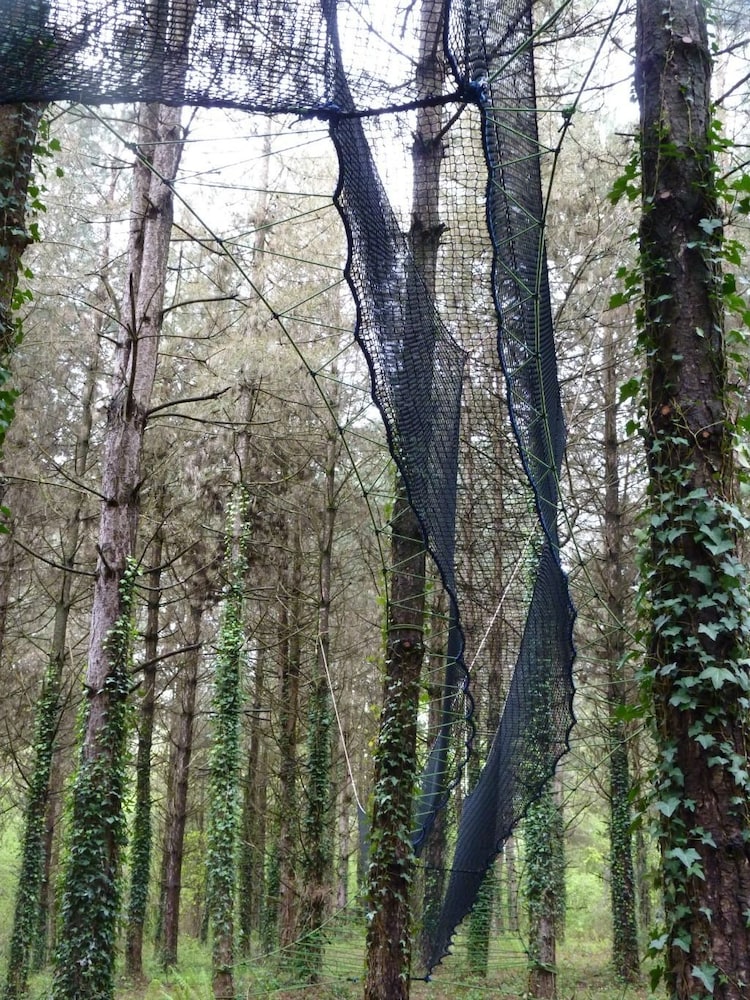 Tree House (Palombes) photo 2