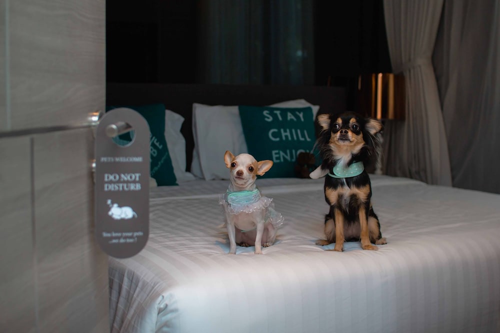 One Bedroom Corner Suite Pet Friendly (2nd Floor)