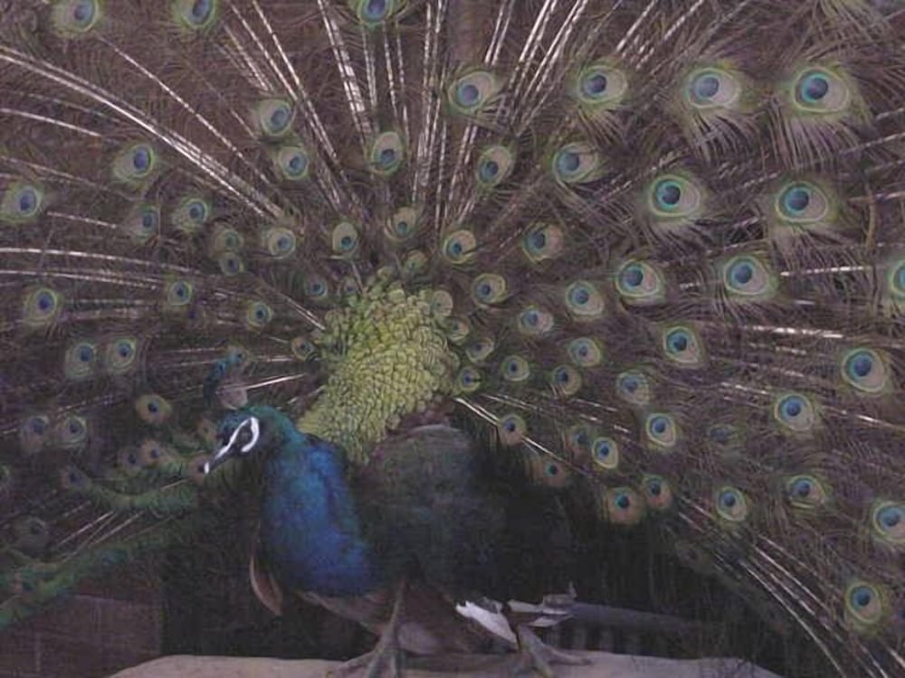 Standard Double Room, Ensuite (Peacock Room) photo 2
