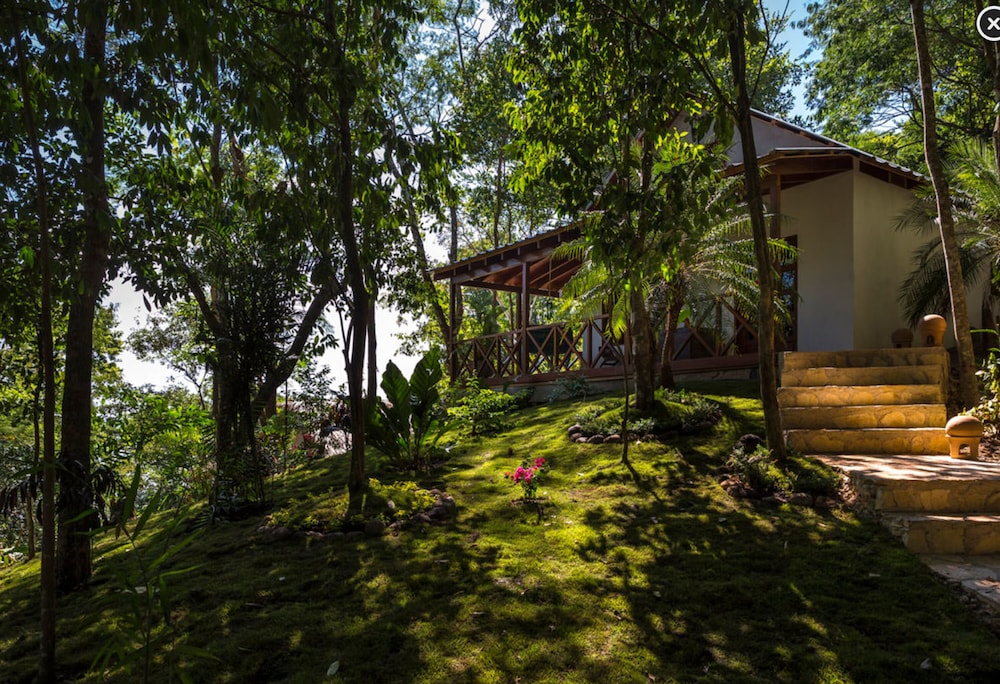 Rainforest Jr. Suite photo 1