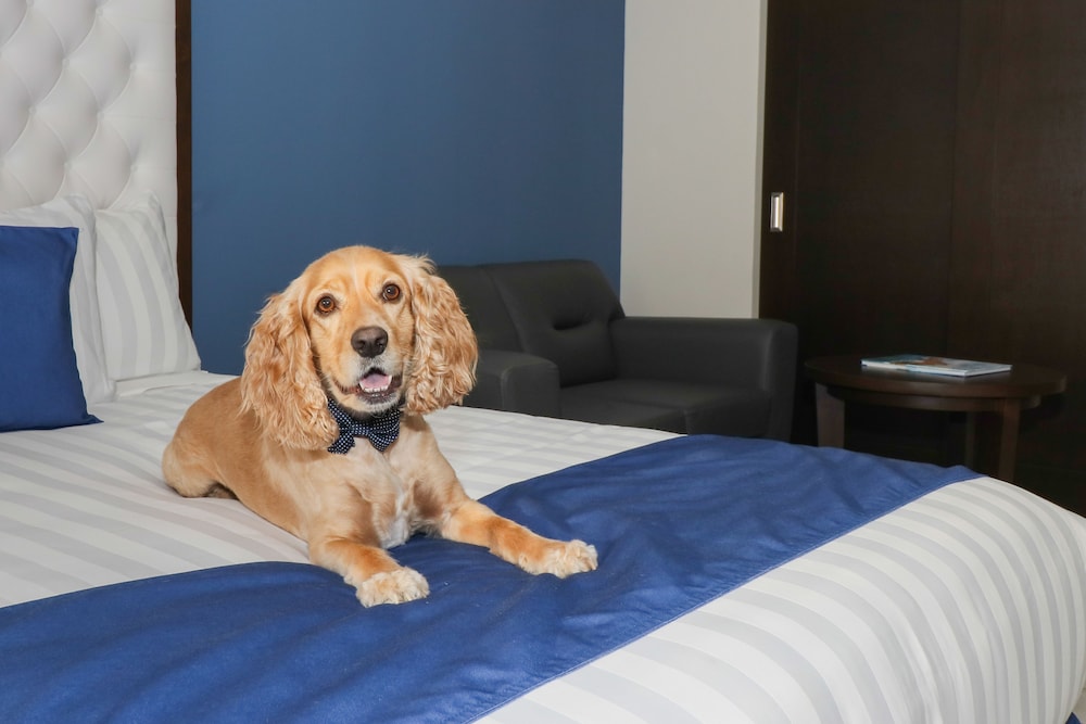 Luxury Double Room, 2 Queen Beds