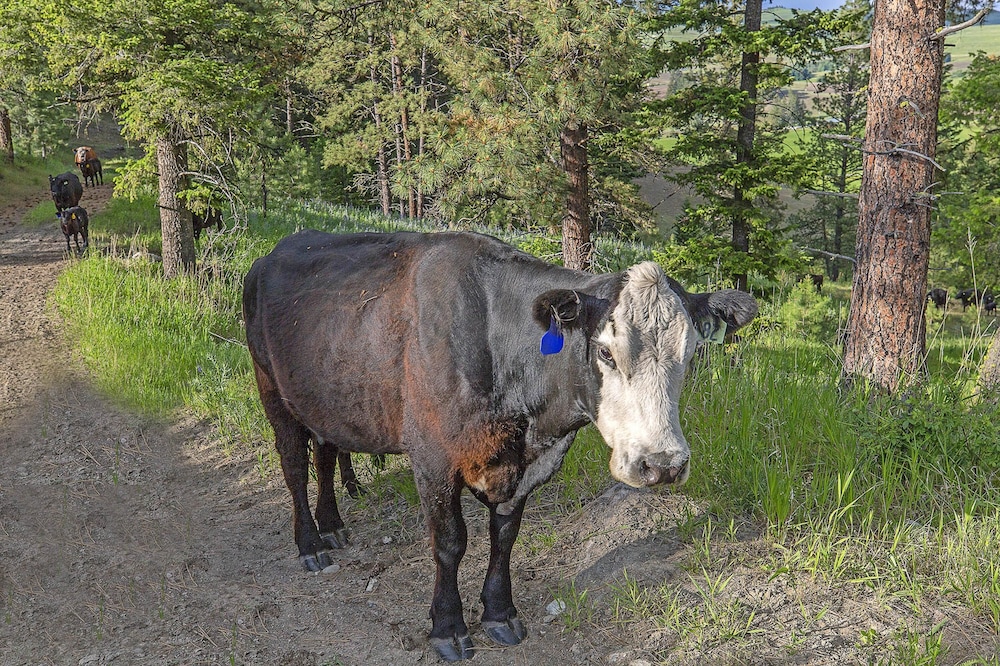 Frontier Hytte på Eden Valley Ranch, Billede 39