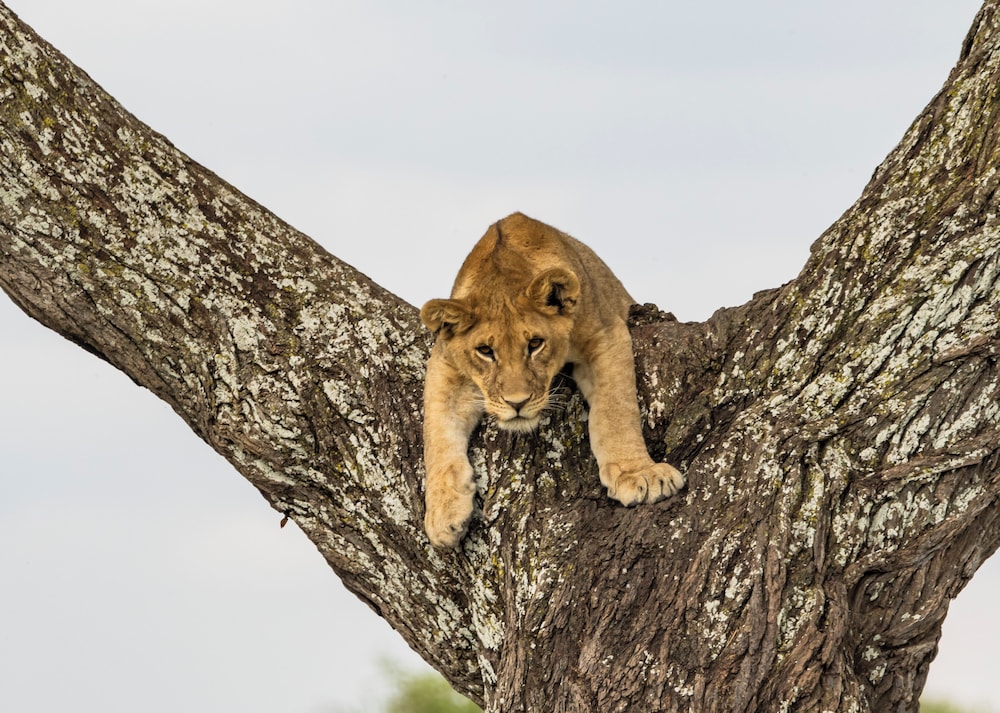 Royal Suite Safari Experience