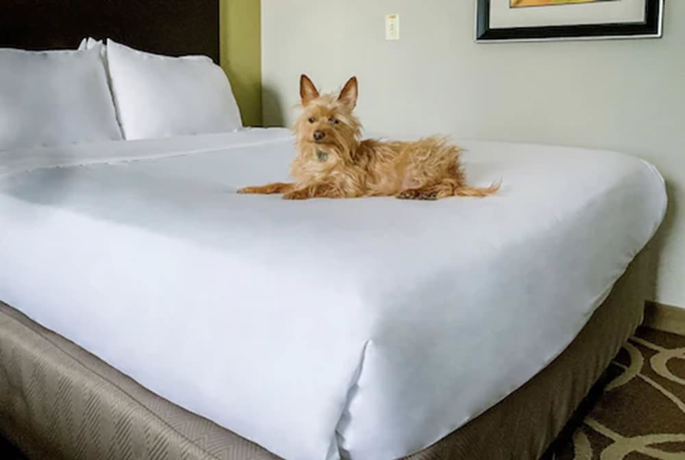 Room, 2 Queen Beds, Non Smoking (Pet-Friendly) - Photo 4