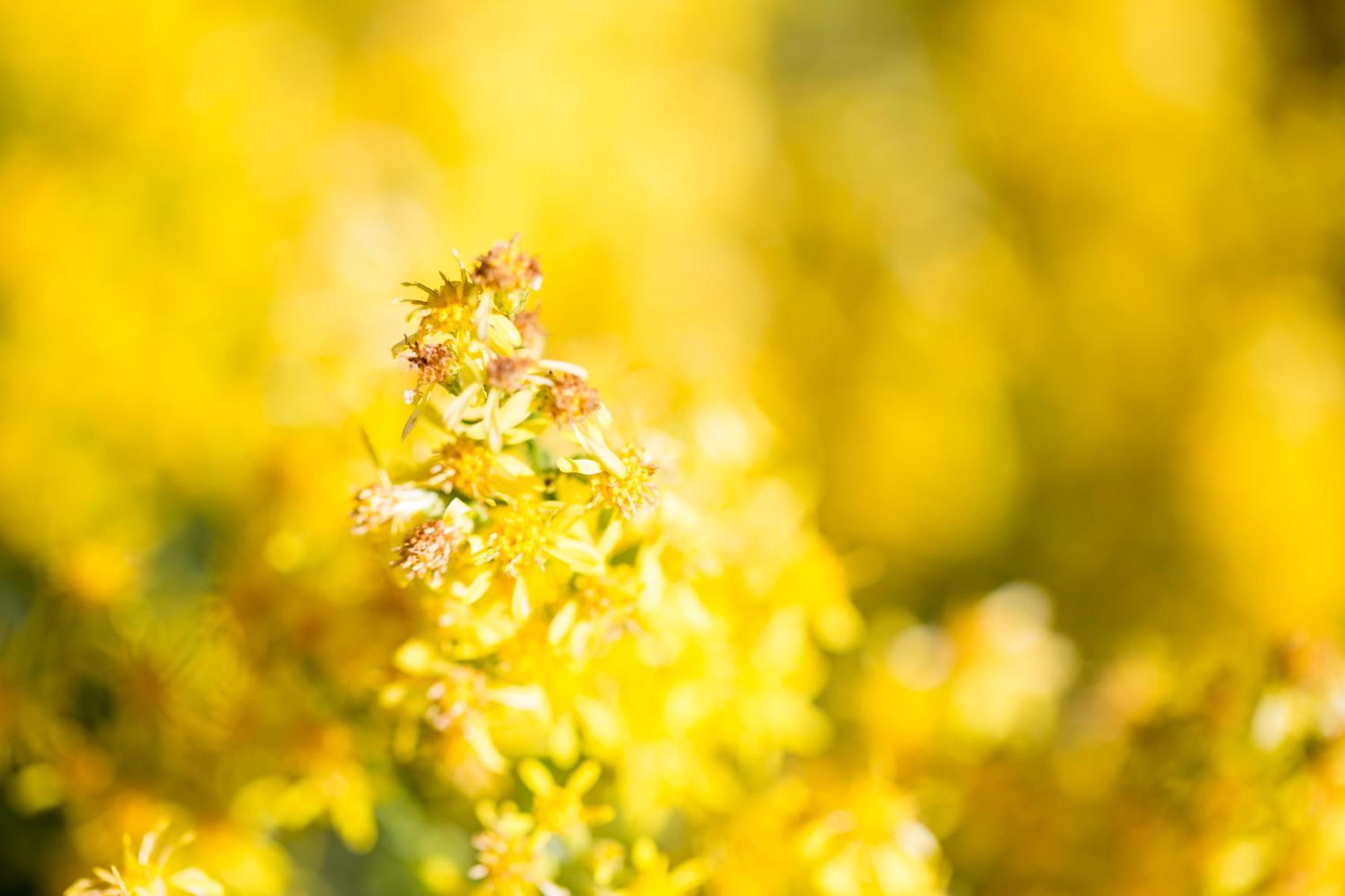 Two-Bedroom Chalet photo 2