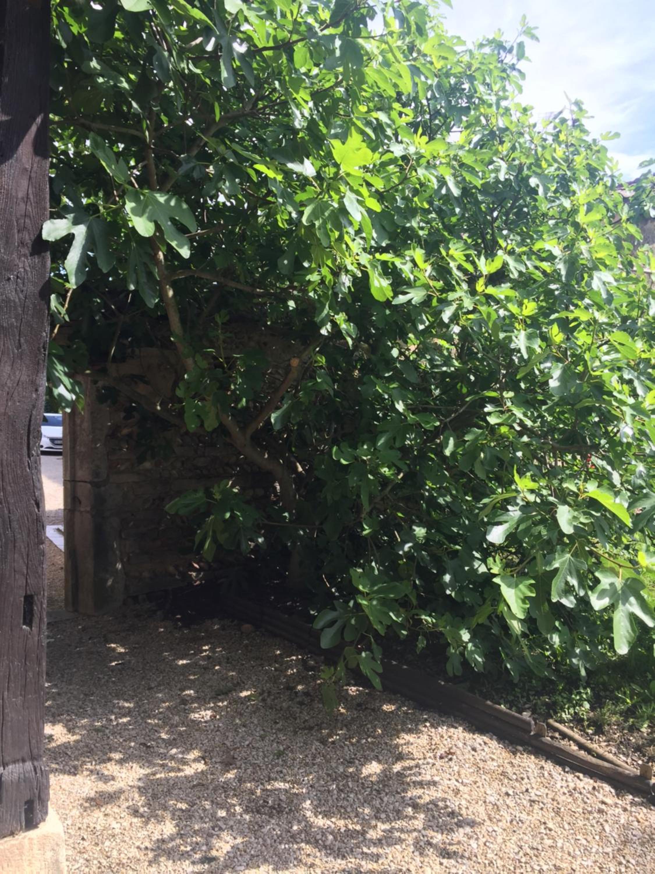 Triple Room with Garden View photo 1