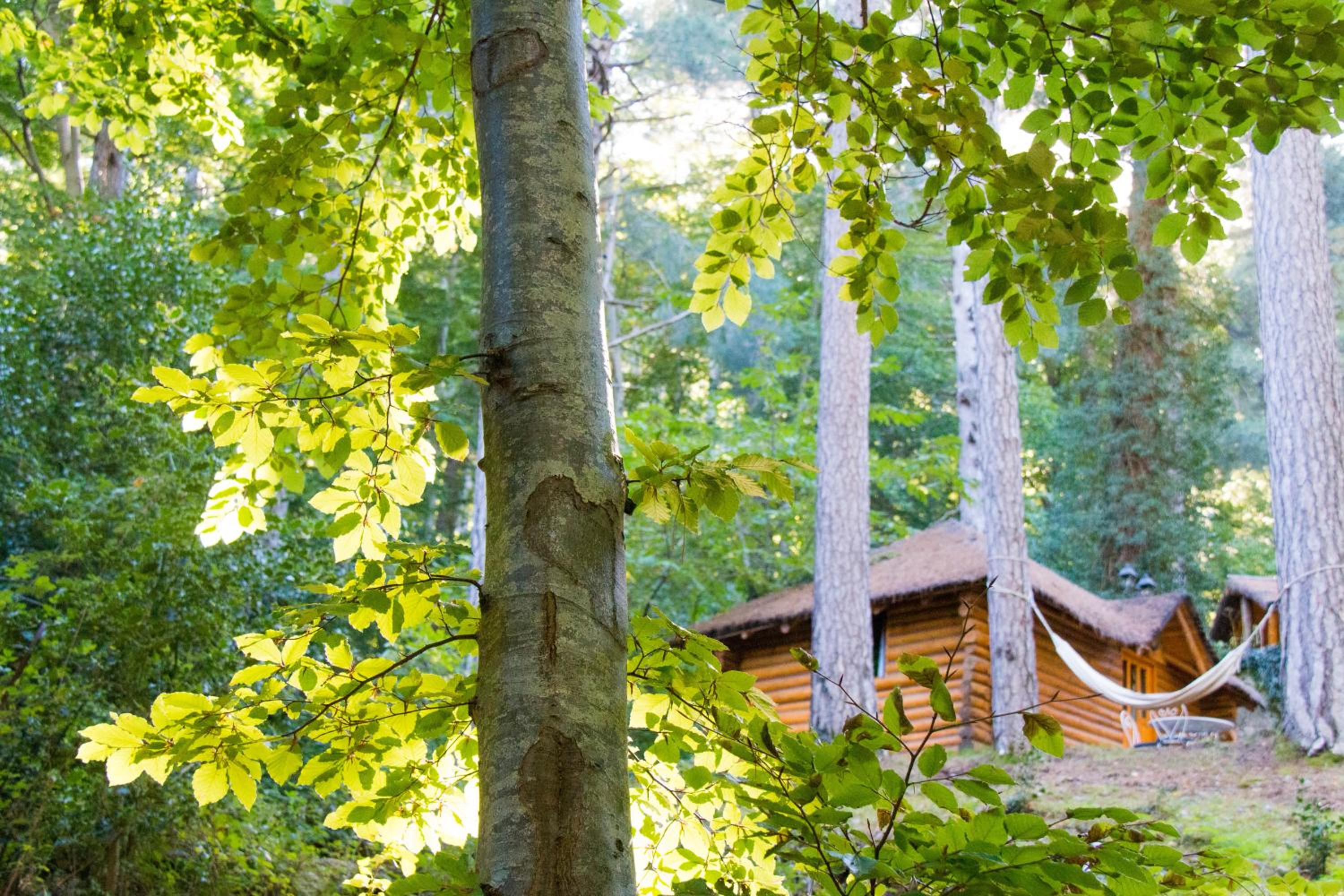 Chalet U Palatinu - Photo 6