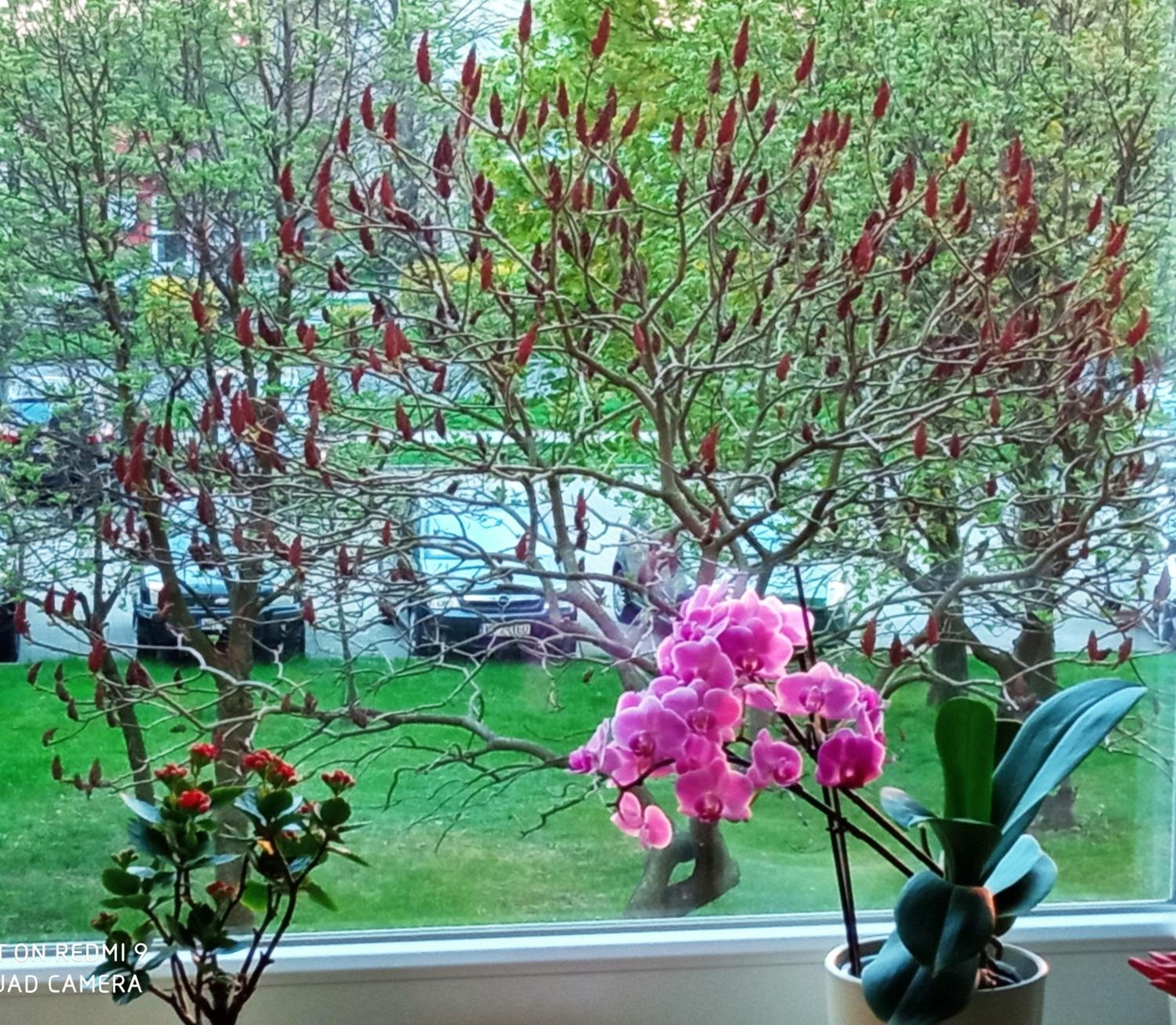 Apartment with Garden View photo 2