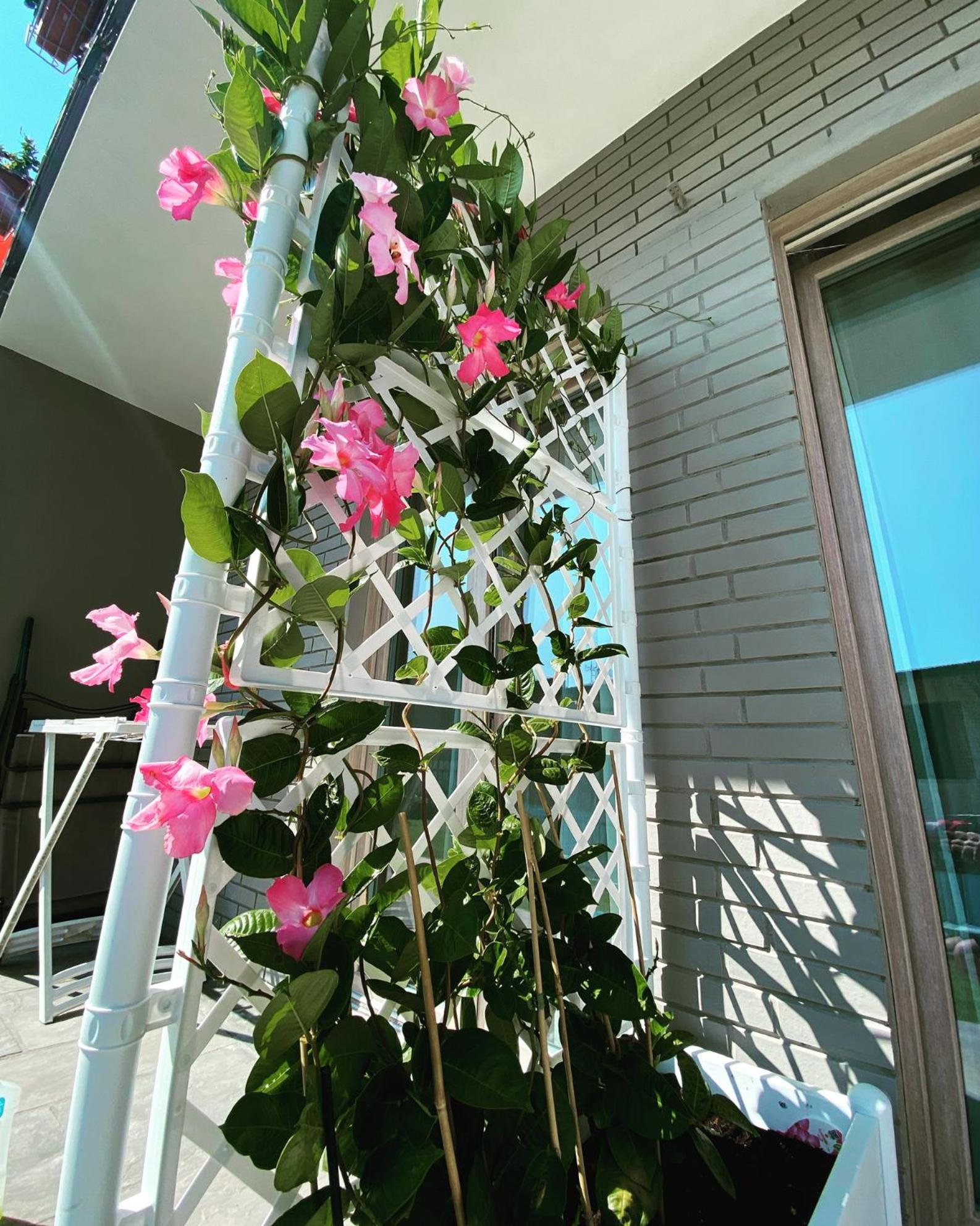 Apartment with Garden View