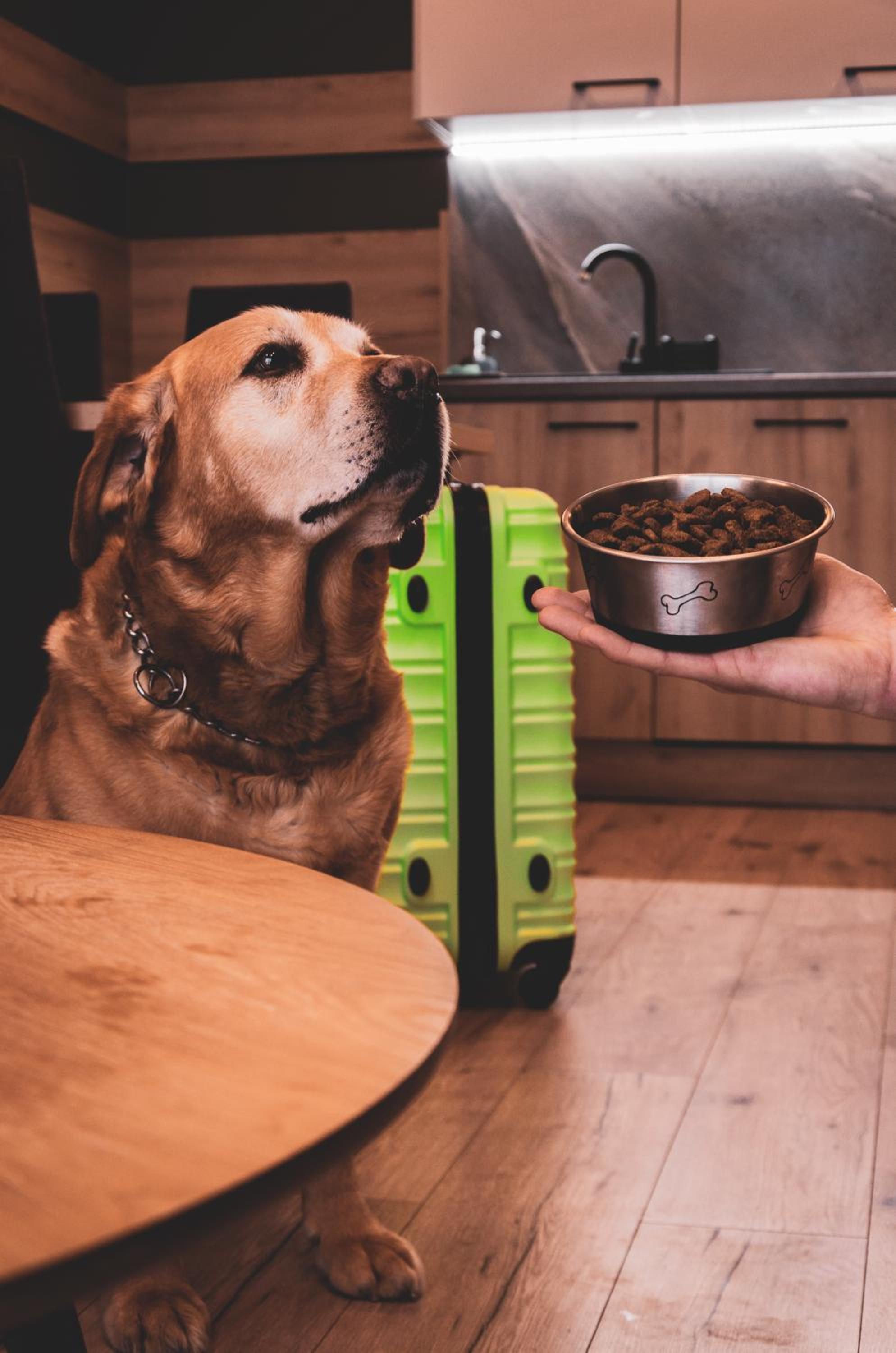 One-Bedroom Apartment - pet friendly