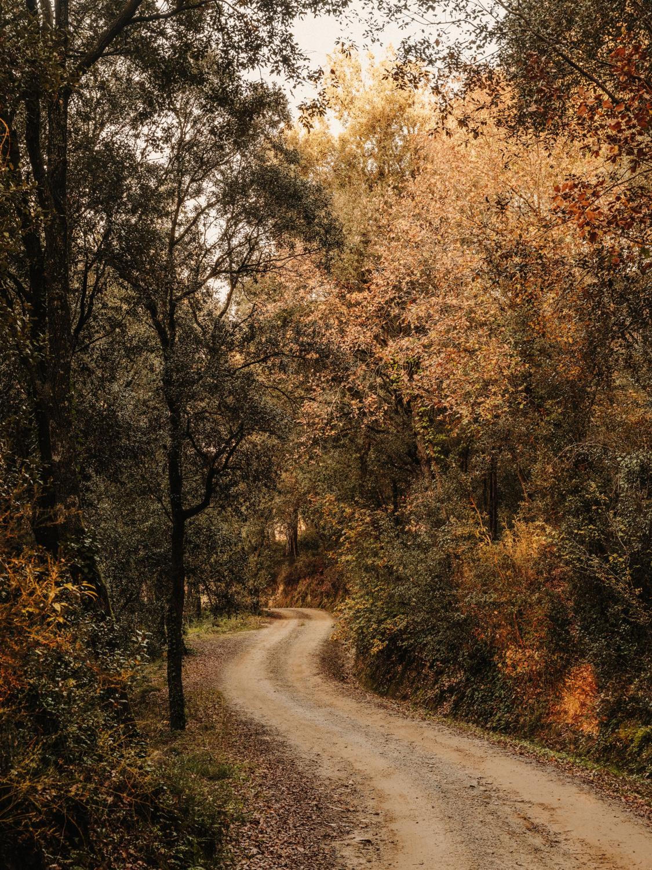 Paratgea, 写真 4